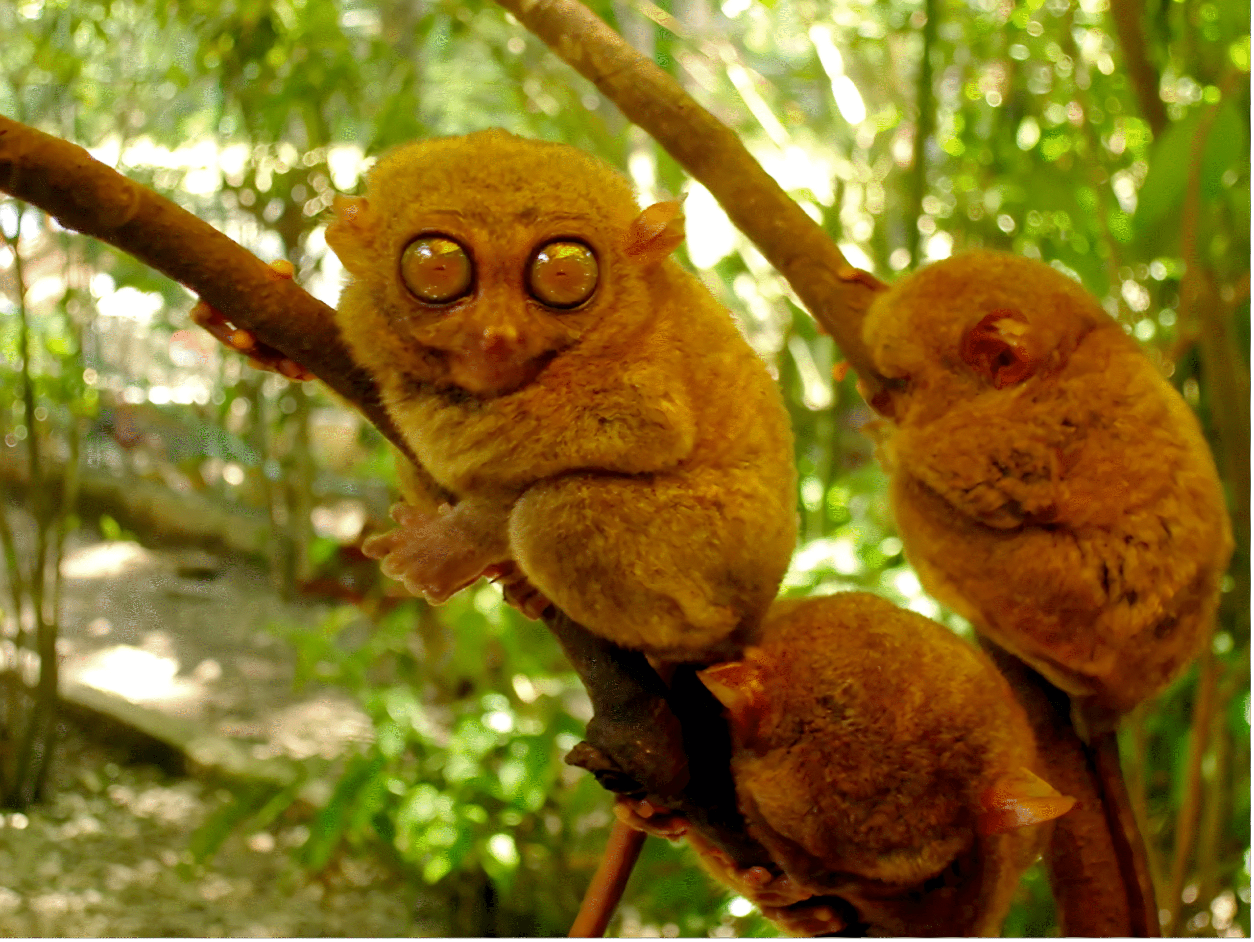 tarsier